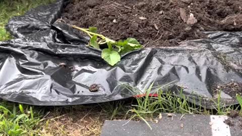 Harvesting Potatoes - Becoming Food self-sufficient