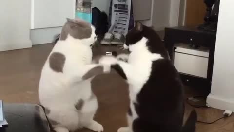 Just look at these two kittens fighting each other