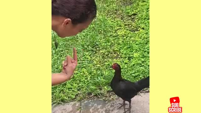 Silly chickens doing head scratching things REALLY FUNNY 🤣🤣🤣
