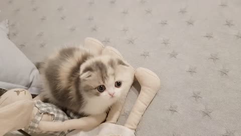 cute kitten videos short leg cat- KimsKennelUSa