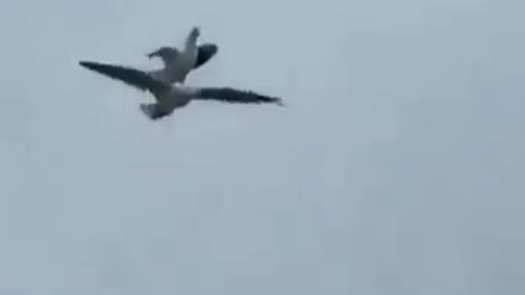 One bird flying in the air on another bird
