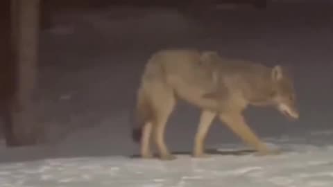 Dogs Realize They Were Playing With a Wolf in Backyard! 😱