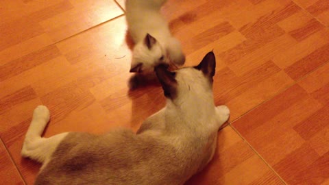 Gato fofos brincando