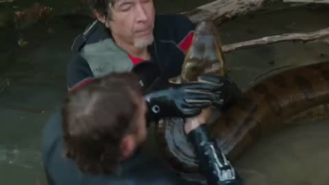 Giant Anaconda Measures Up At 19ft Long! |Mysterious Creatures With Forrest Galante|