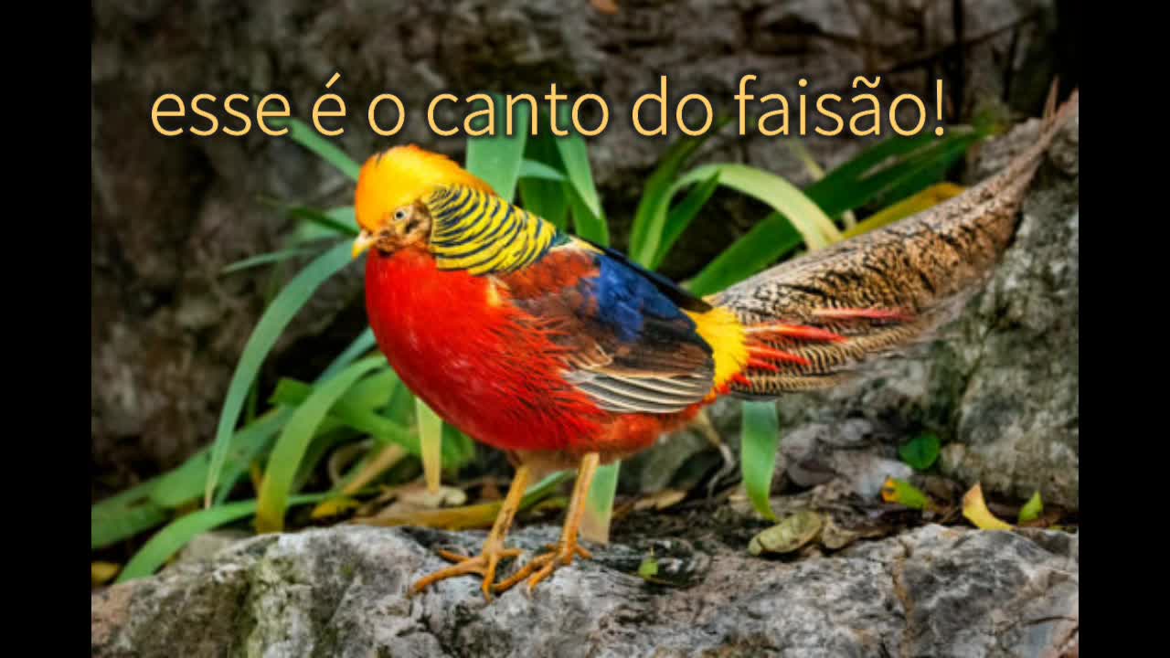 Canto do Faisão