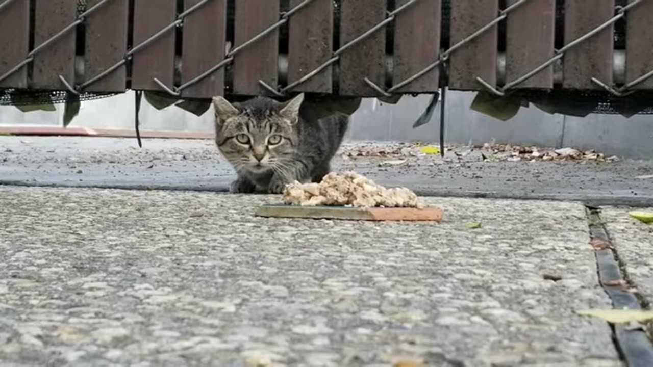 20240312 160033 CPACat1 Eating Nervously