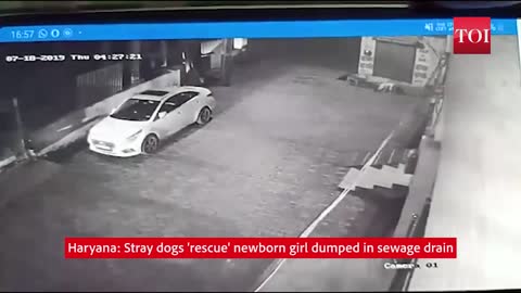 Stray dogs 'rescue' newborn girl dumped in sewage drain