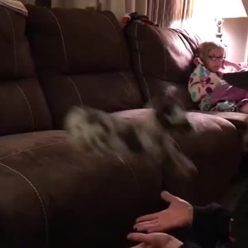 Little puppy jumps into the hands of laughing owner