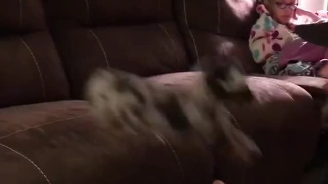 Little puppy jumps into the hands of laughing owner