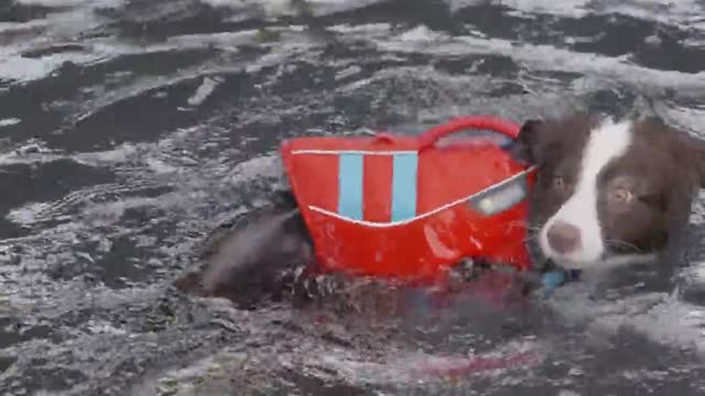 taught dog to swim || Dog swim training|| how to teach dog to swim