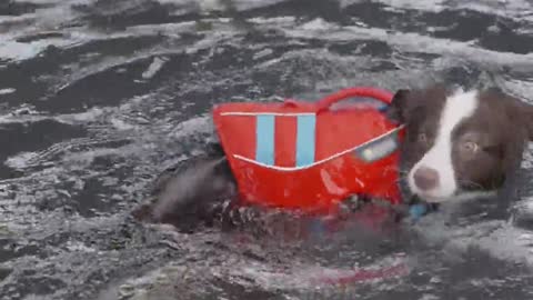 taught dog to swim || Dog swim training|| how to teach dog to swim