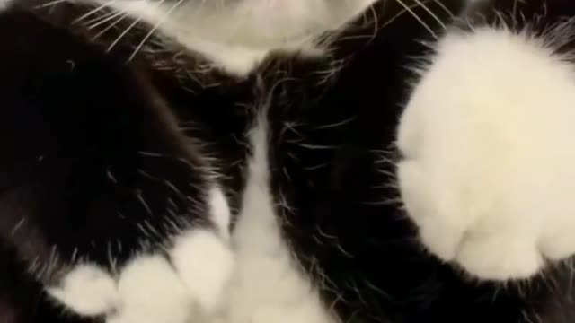 Untouchable cat