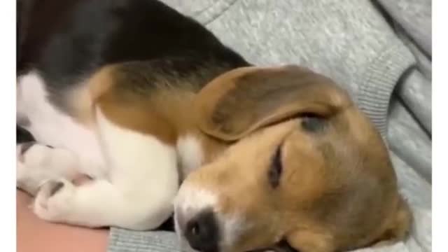 Best funny animals funny dog🐕🐶