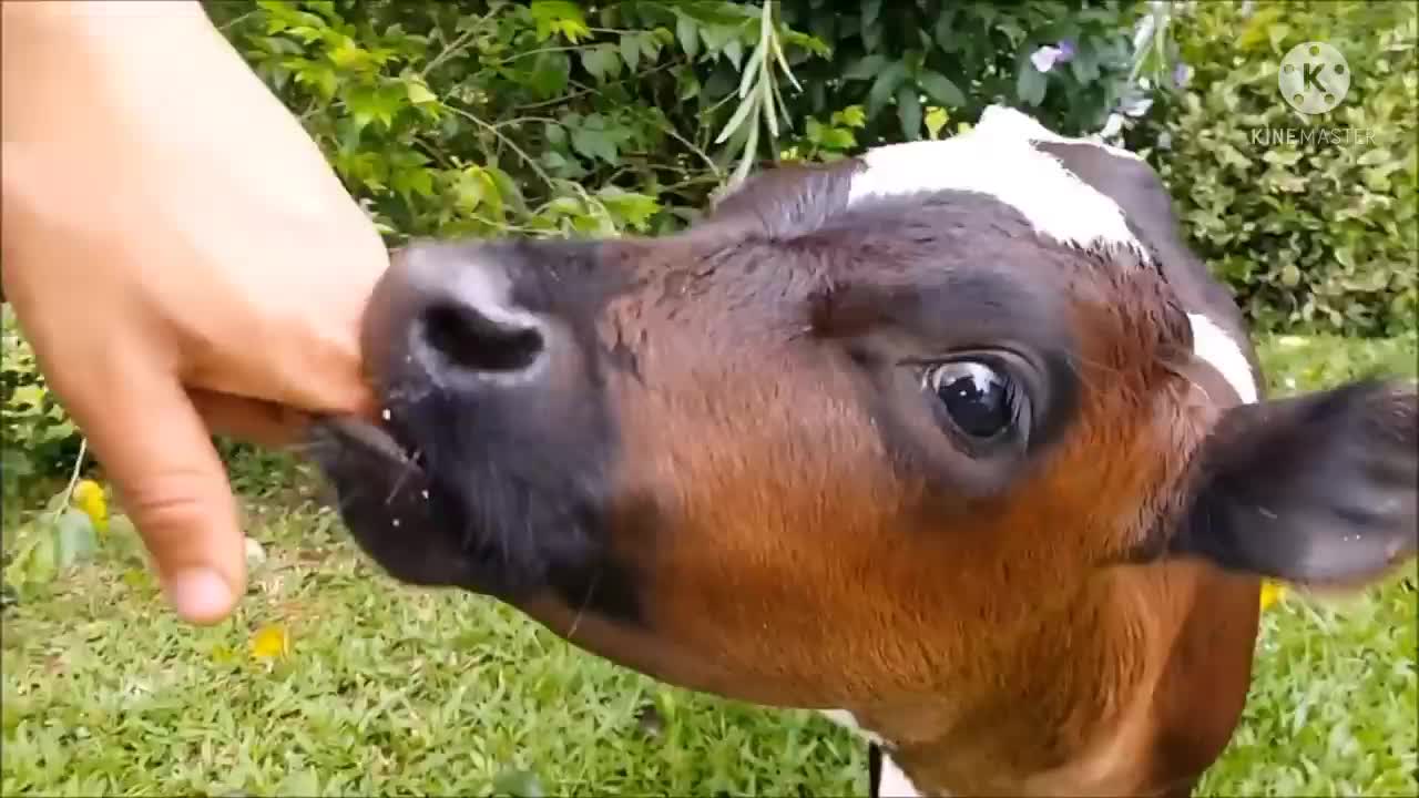 Compilation of Baby Cows