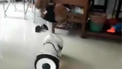Best 9 Seconds Clip 😂🐶 | Funny dog | 😂 Try Not To Laugh