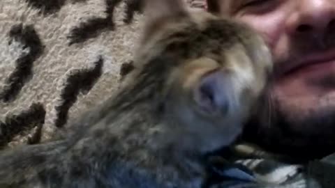 favorite pets cats
