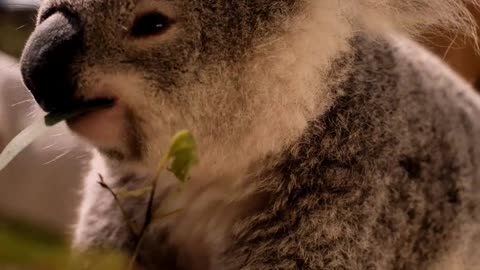 Koala Eating Leaves From a Branch