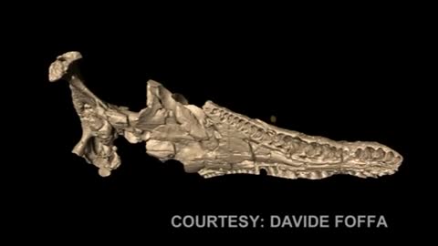 Scans Reveal Snout Nervous System Of The Mighty Pliosaur