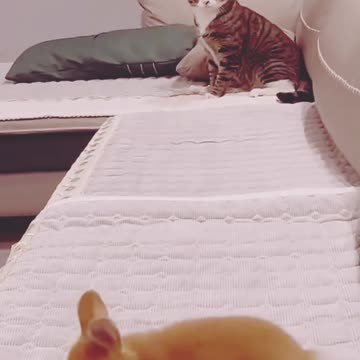 Funny animals video, kitten cat funny video, funny cats and dogs