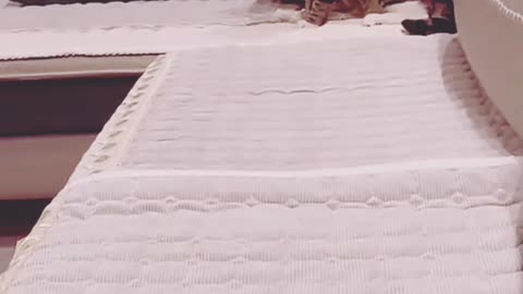 Funny animals video, kitten cat funny video, funny cats and dogs
