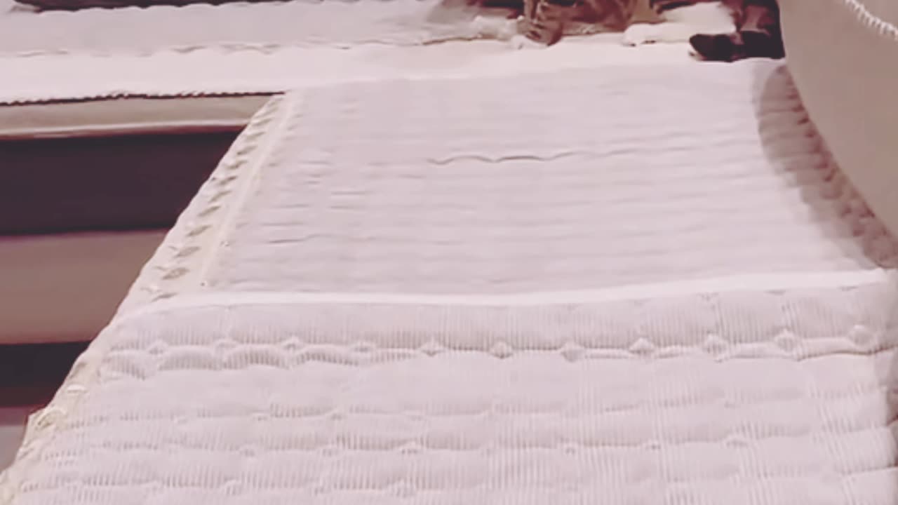 Funny animals video, kitten cat funny video, funny cats and dogs