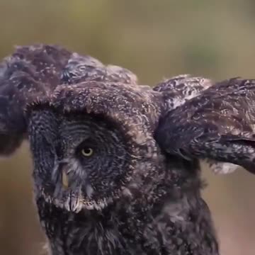 Great Gray Owl Hunts For Rodents In A Field