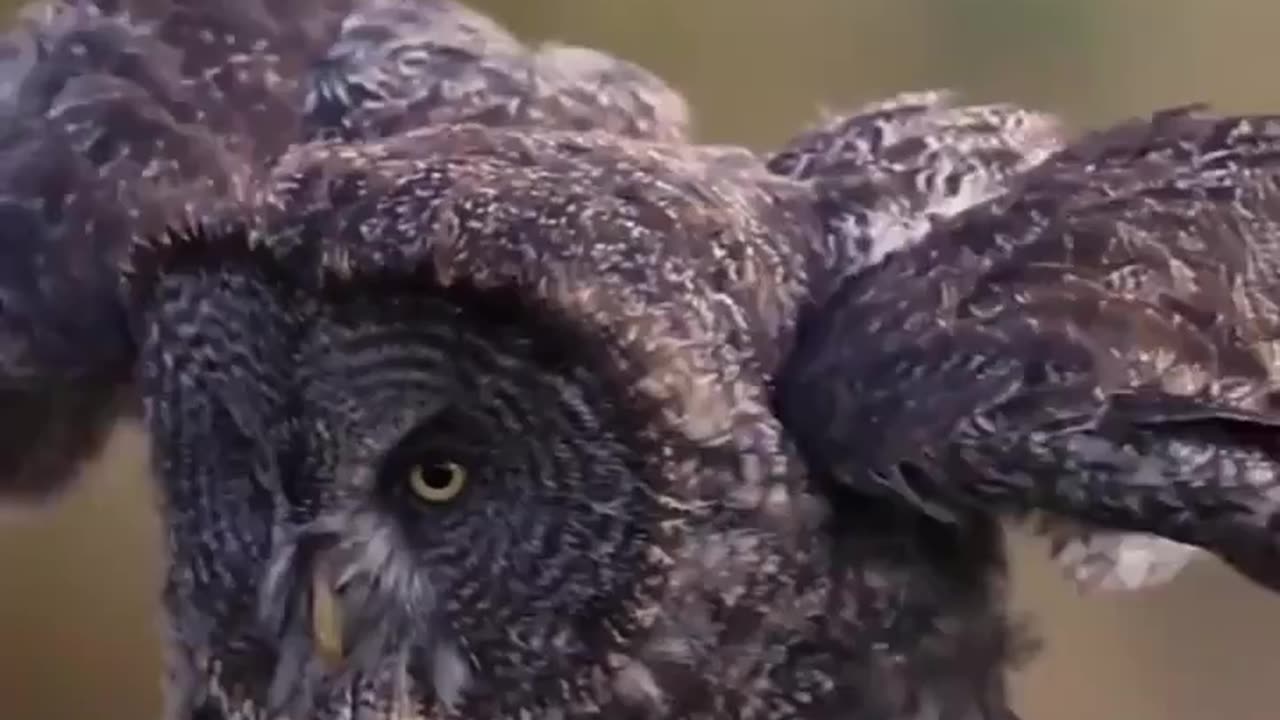 Great Gray Owl Hunts For Rodents In A Field