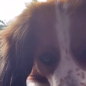 Funny dog video