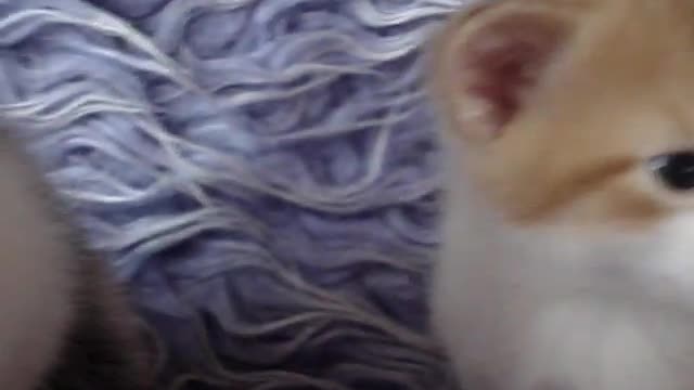 The Language of Kittens