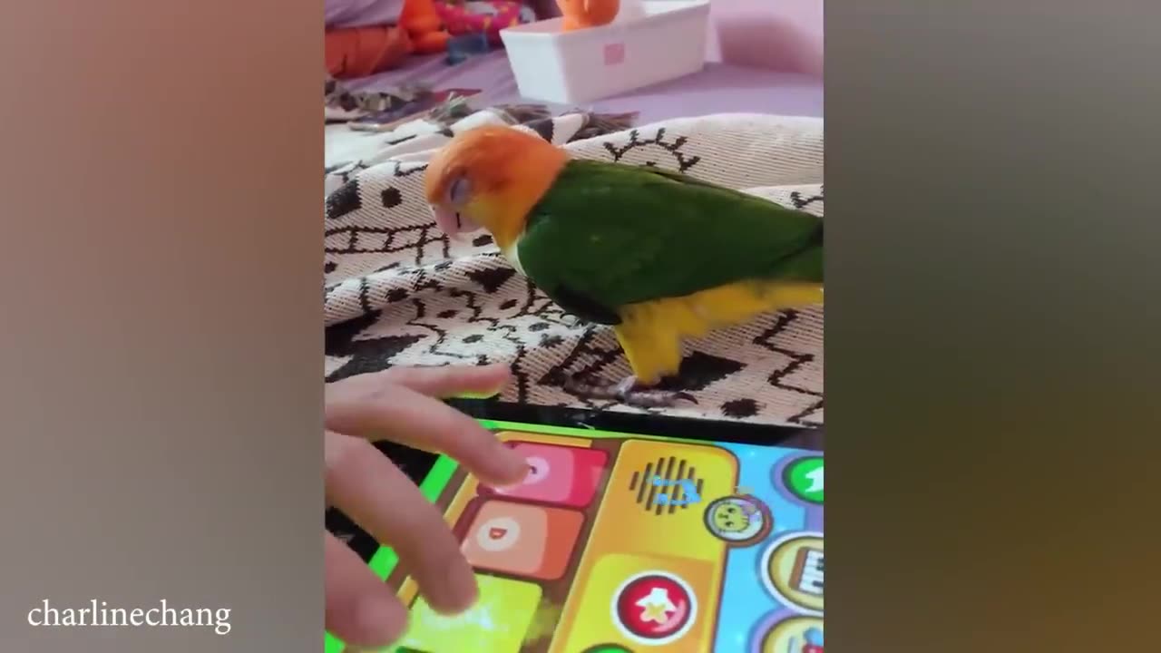 The World's Funniest Parrots That Will Have You Rolling with Laughter! 😅