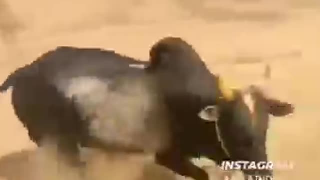 OMG 😳 it's really dangerous animal 😂😁 it's so funny