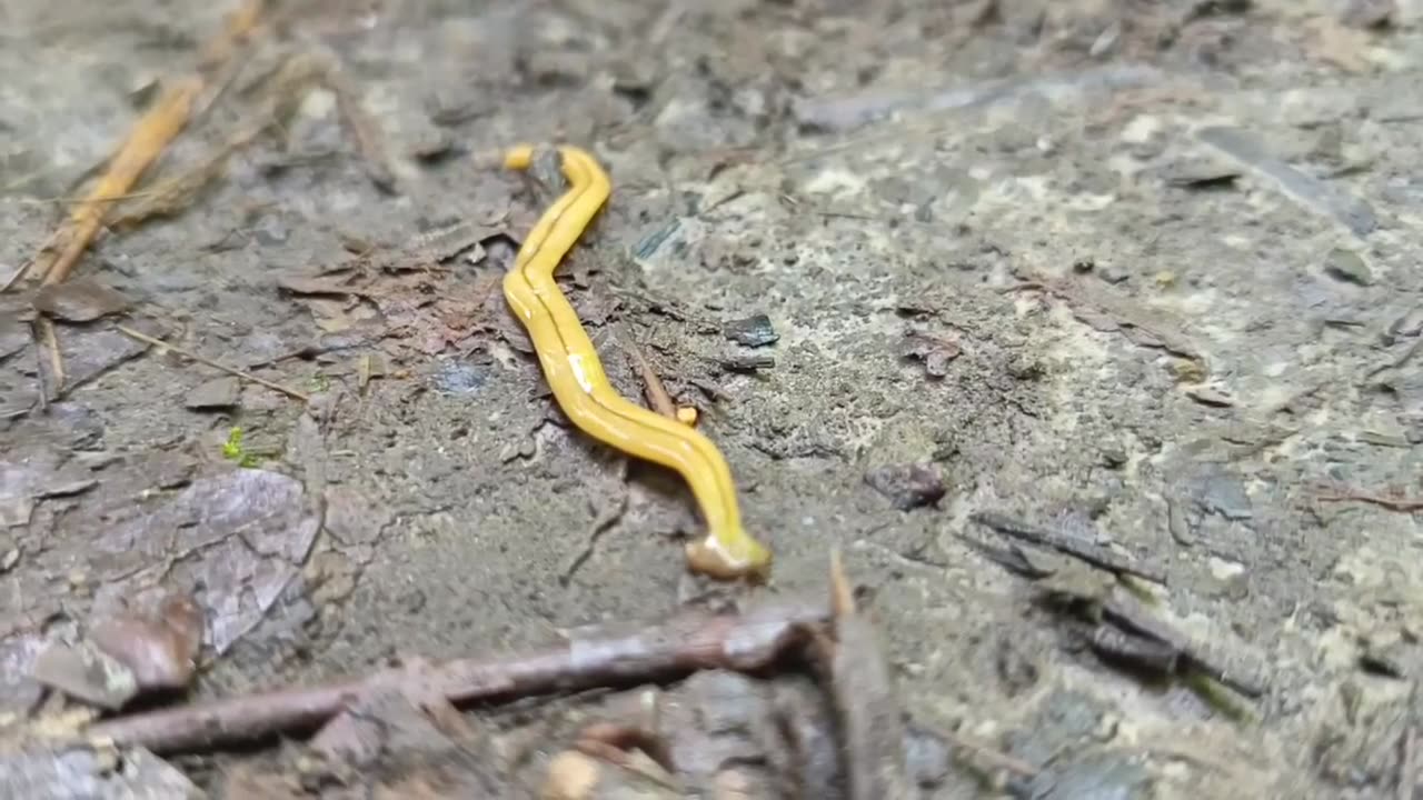 Hammerhead worms