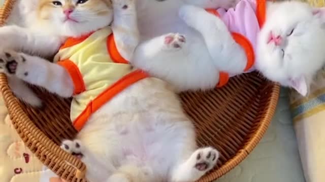 foryou#cat