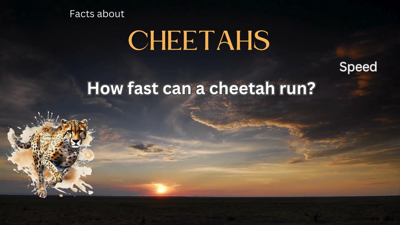 Cheetah Fact 1 - How fast can a cheetah run?