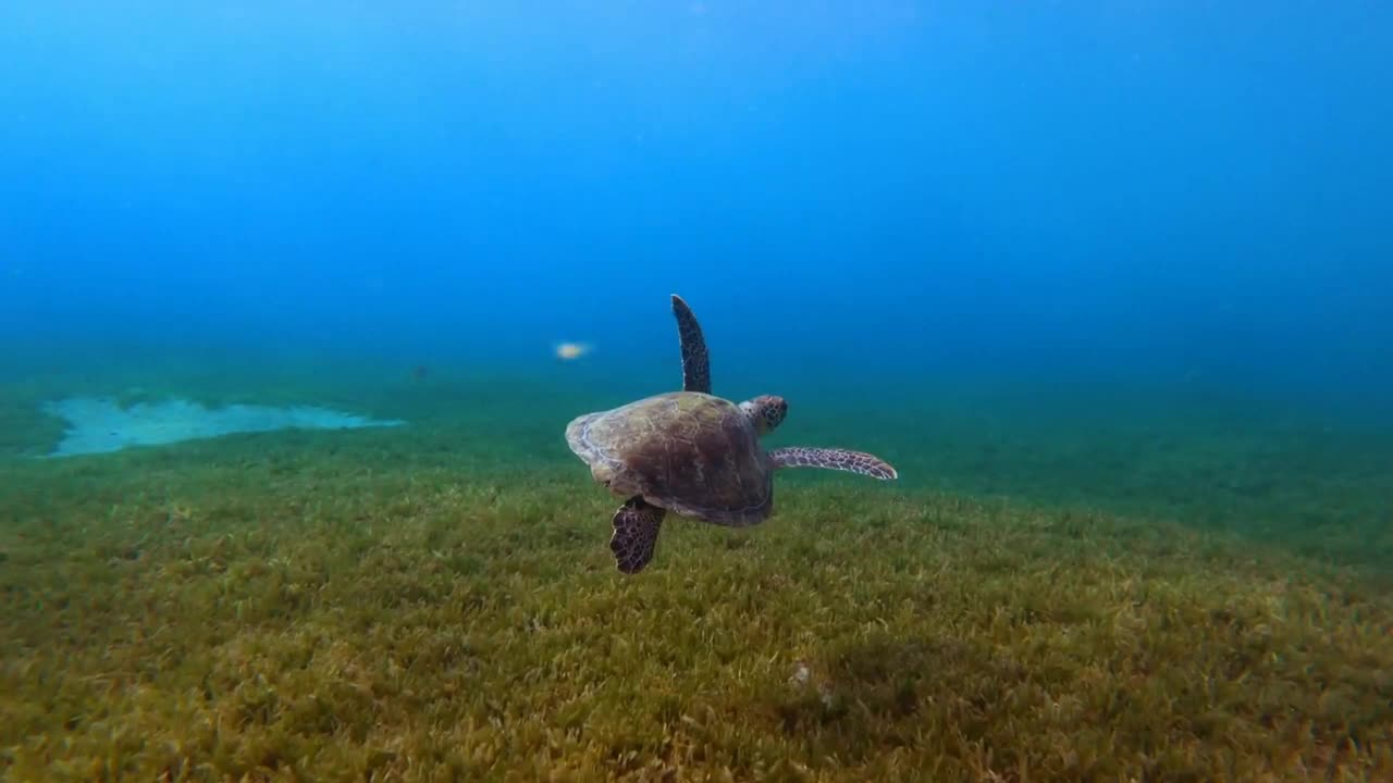 turtle swimming in the ocean seaweed marine wildlife scuba diving Martinique