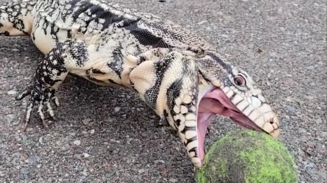 Argentine Tegu Takes on Tennis Ball