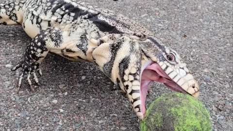 Argentine Tegu Takes on Tennis Ball