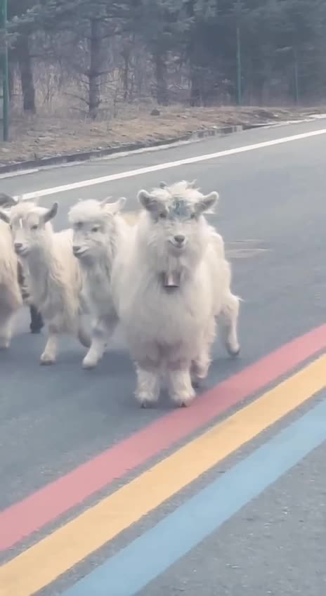 Thank you for stopping to let us pass 😊