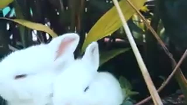 Cute or funny baby bunny rabbit eating grass