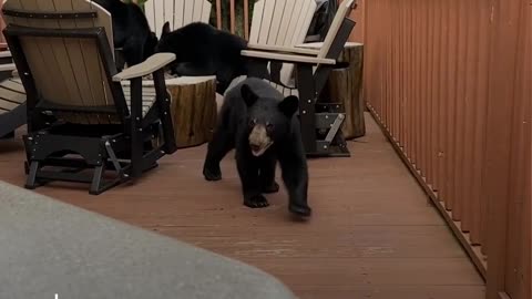 Bear cubs crash bachelorette weekend