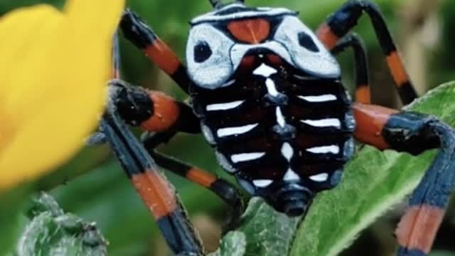 A black, white and orange bug near to a flower