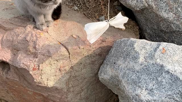 A cat that doesn't care about the toys you made.