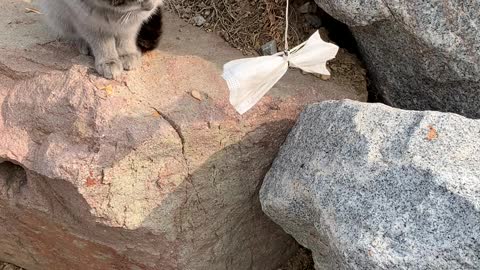 A cat that doesn't care about the toys you made.