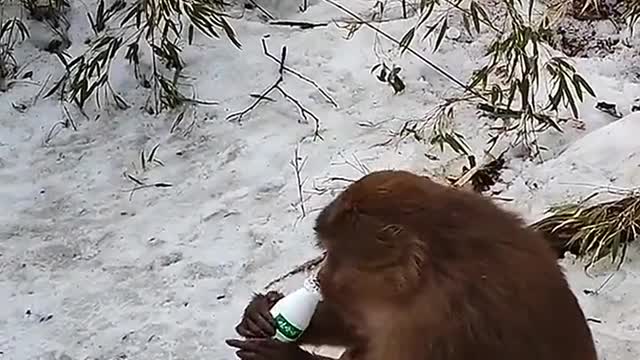 Funny Animal