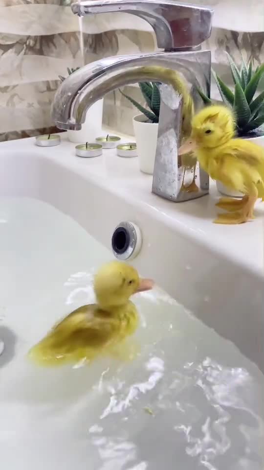 baby ducks take their first swim