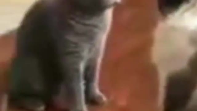 Cuit 🐈 cat funny mnvment video