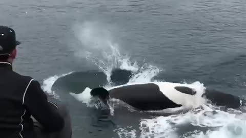 Getting splashed by a huge male orca in the wild 😍👍🏻