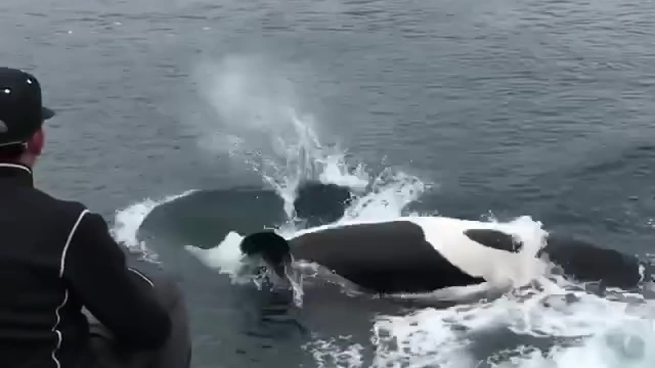 Getting splashed by a huge male orca in the wild 😍👍🏻