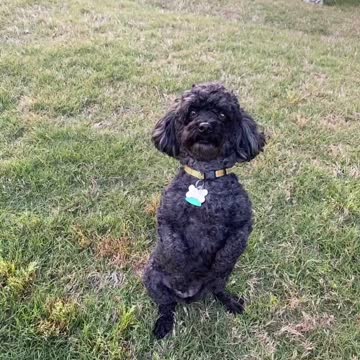 My dog starts to walk and sits like human.