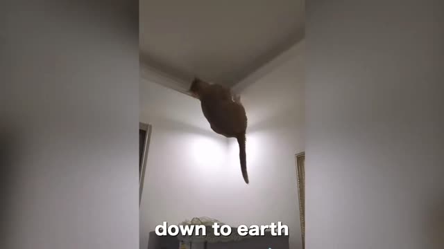 Preety cat is saying down to earth | funny video